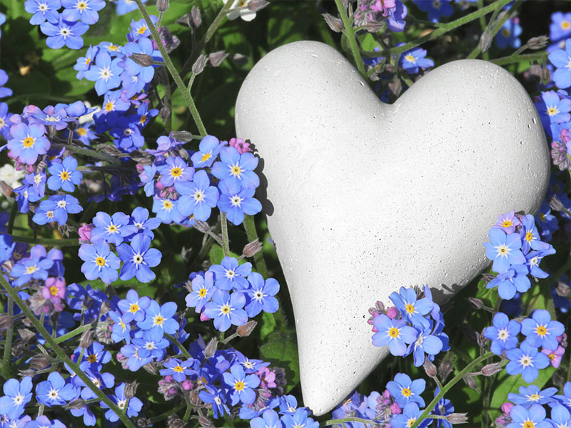 blue flowers around stone heart